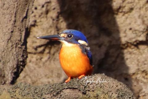 BIRD PHOTOGRAPHY and NATURE CRUISE