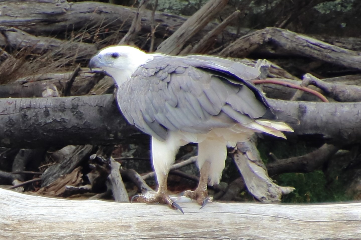 LEVEN RIVER & HISTORY CRUISE  approx 2 hr