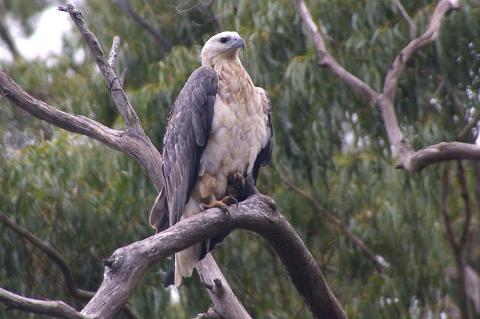 YOUNG_SEA_EAGLE_MARCH_2010_small