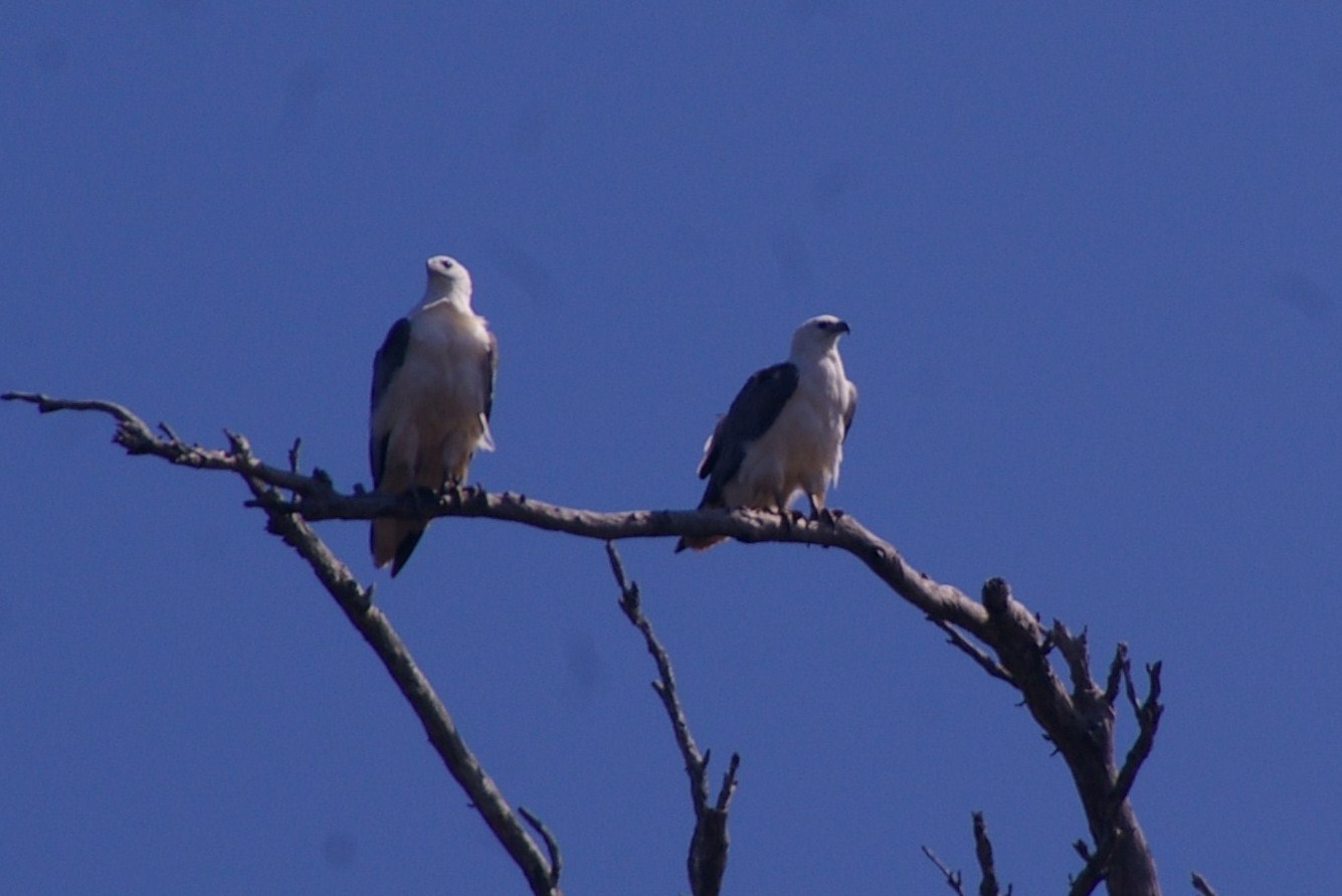 LEVEN RIVER & HISTORY CRUISE  approx 2 hr