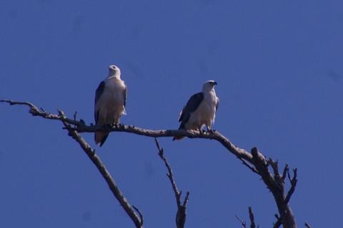 tour_10_jan_10_034_Pair_sea_eagles_leven_river_cruise