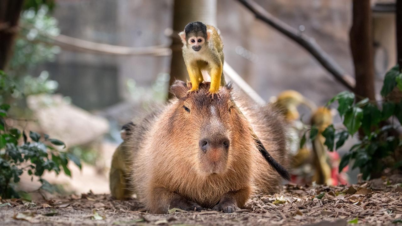 capybara_sq_rezdy_lg.jpg