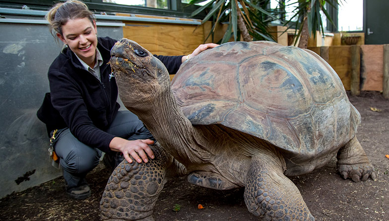 Galapagos Tortoise Experience | Auckland Zoo Experiences