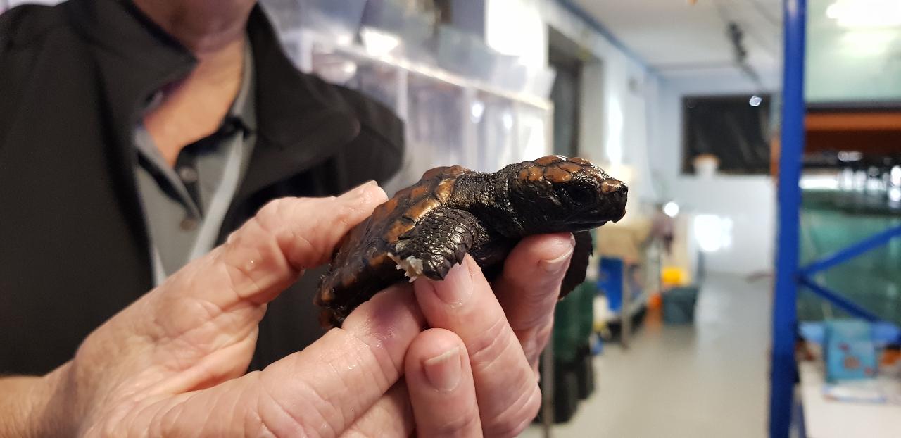 Turtle Adoption