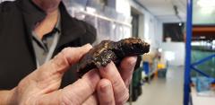 Turtle Adoption