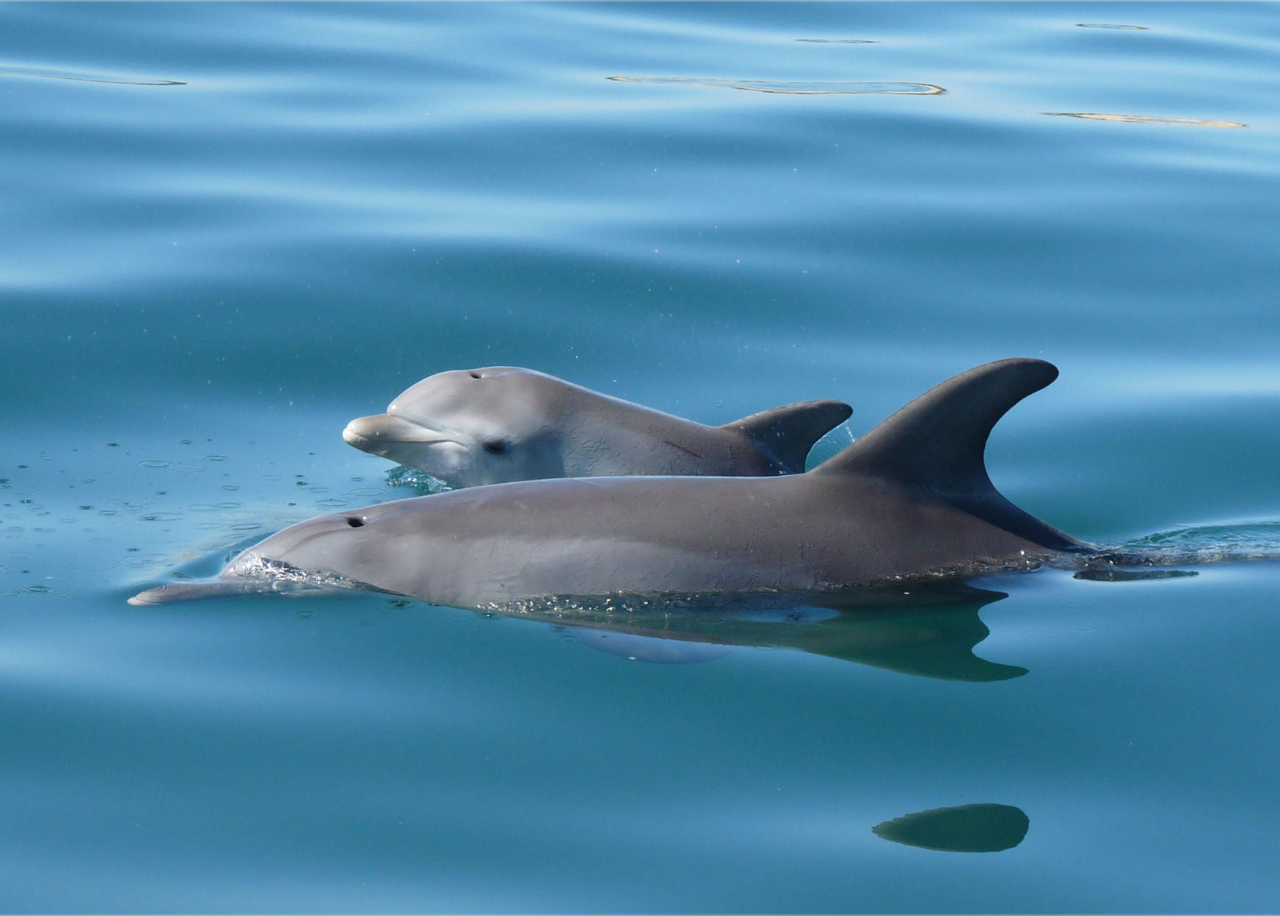 Dolphin Adoption - Wave (female)