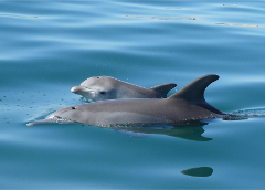 Dolphin Adoption - Wave (female)