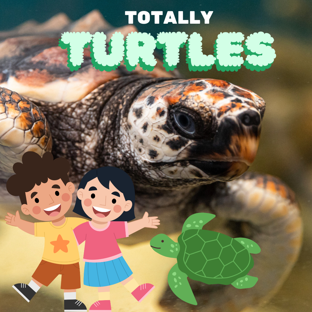  Totally Turtles Wed 25th Sep 08:30am (3hrs) 7-13 years