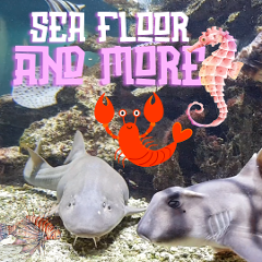 Sea Floor & More Fri 27th Sep 9am (3hrs) 7-13 years