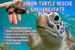 Junior Turtle Rescue & Rehabilitate - 24th April Easter Holidays