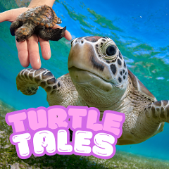 Turtle Tales Fri 27th Sep 1pm (90mins) 4-7 years