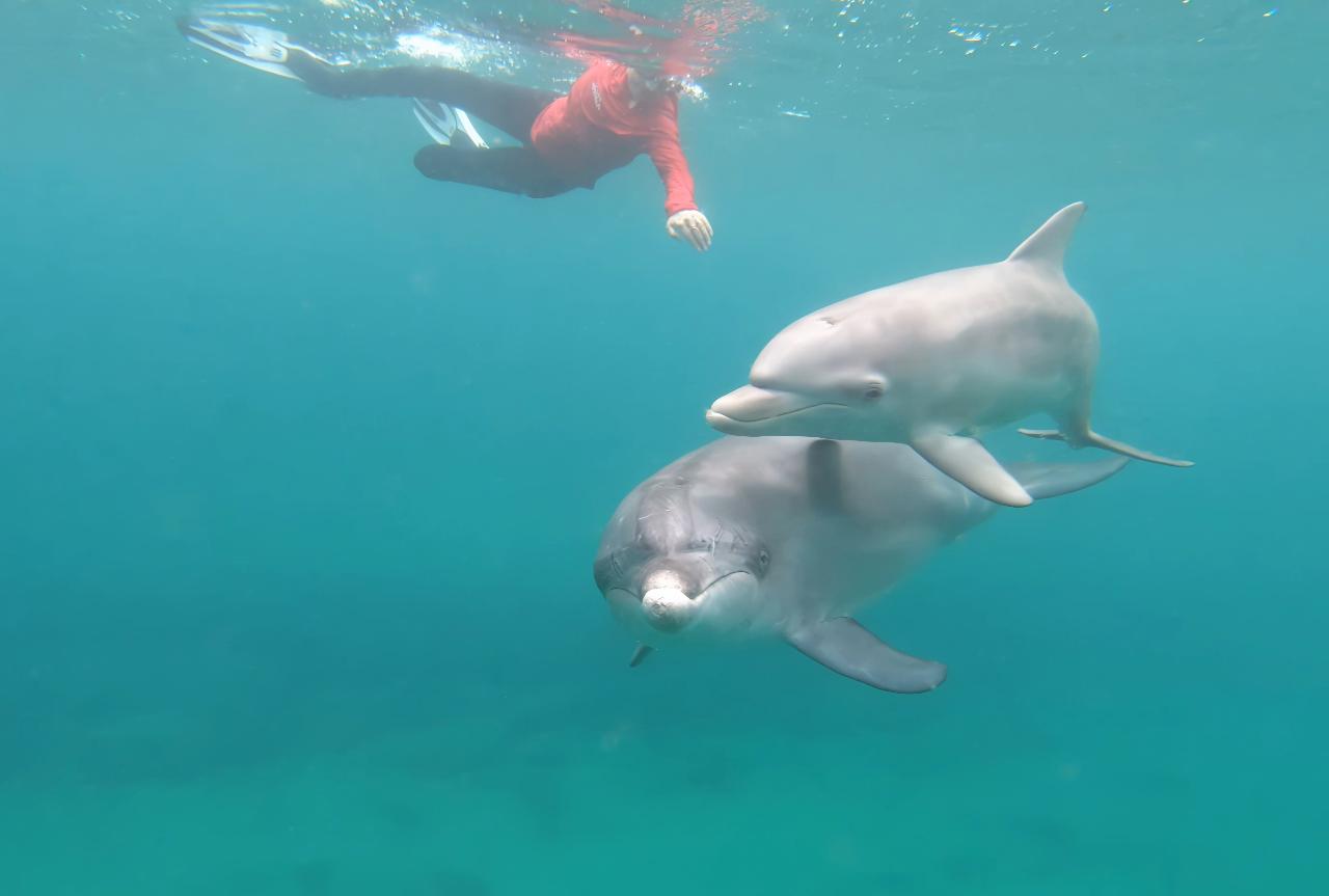 Swim With The Dolphins