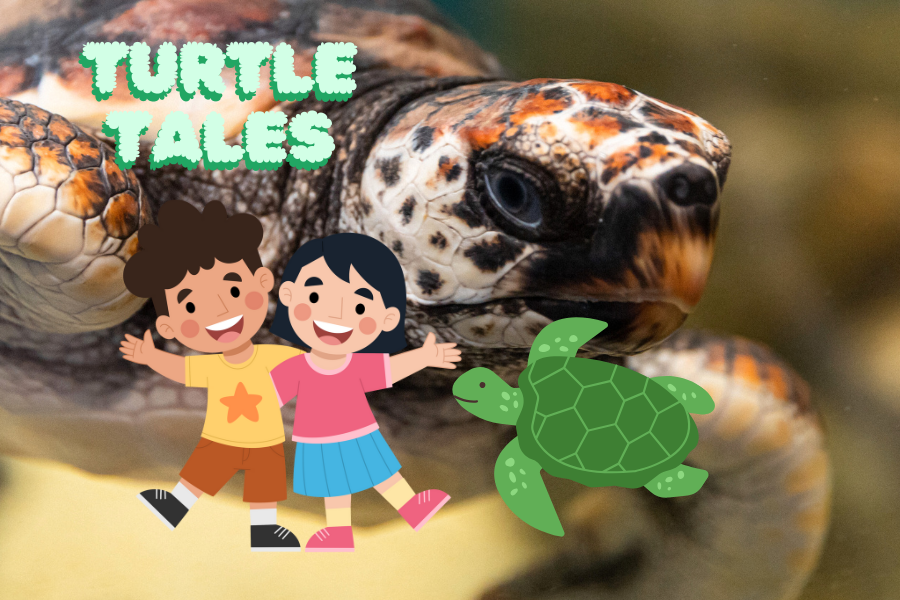 Turtle Tales 14th April Easter Holidays 2025