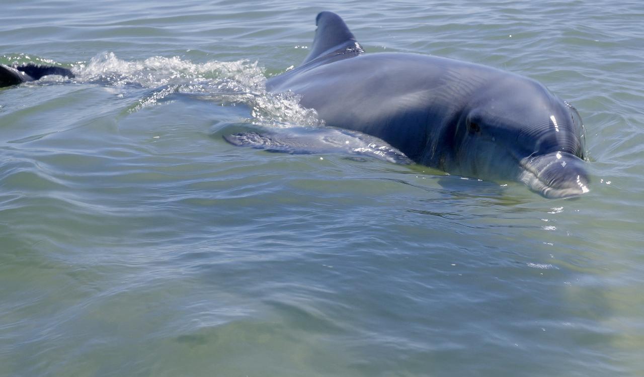 Dolphin Adoption - Cracker (female)