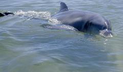 Dolphin Adoption - Cracker (female)