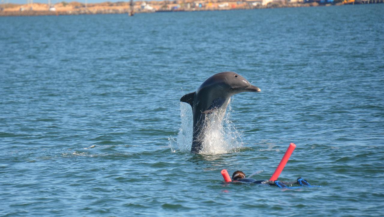 Swim With The Dolphins