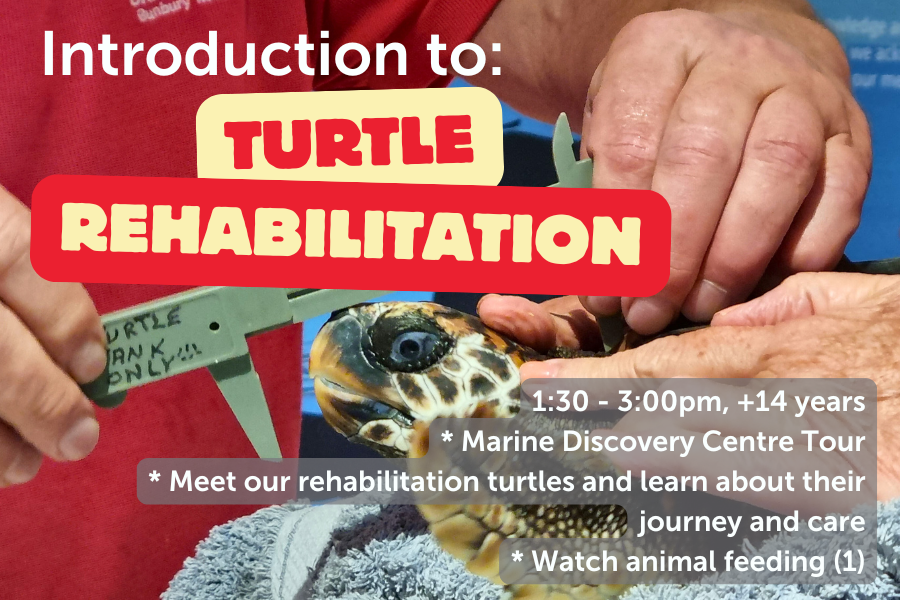 Introduction to Turtle Rehabilitation - 17th July