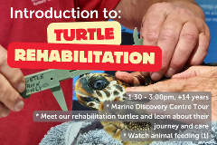 Introduction to Turtle Rehabilitation - 17th July 