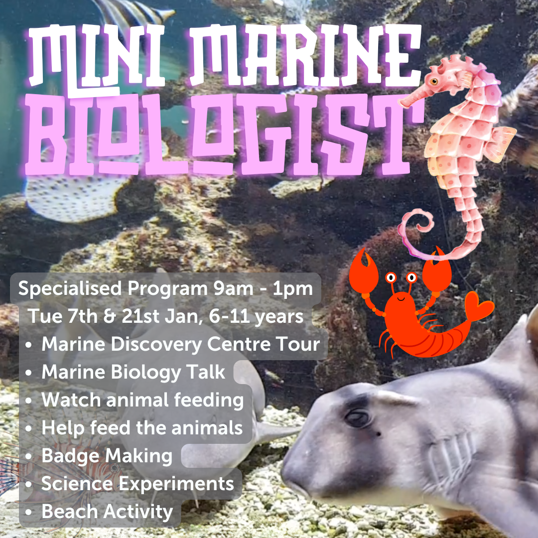 Mini Marine Biologist - Specialised Activity 4hrs, Tue 7th or 21st January 2025