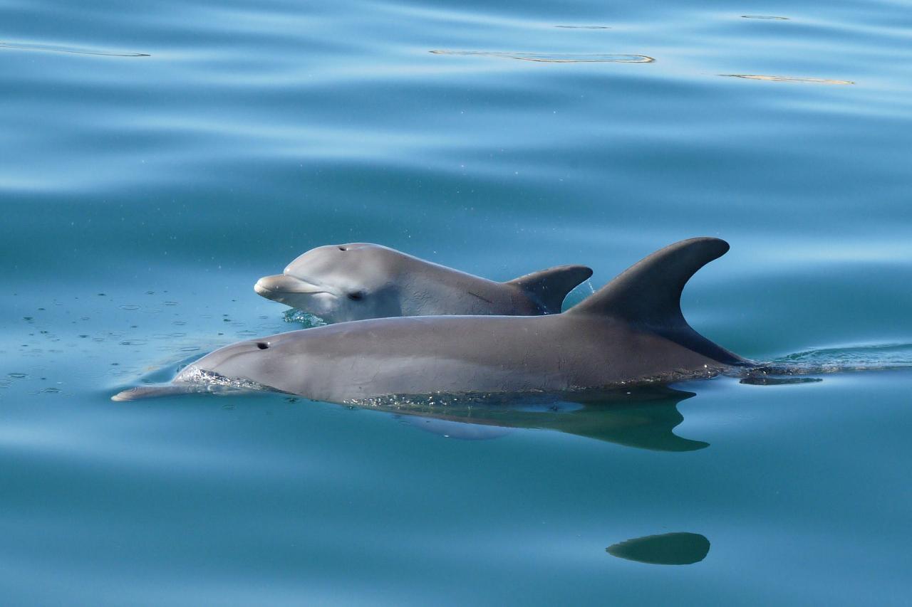Dolphin Eco-Cruise