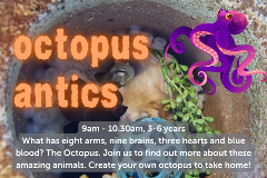 Octopus Antics - 18th July