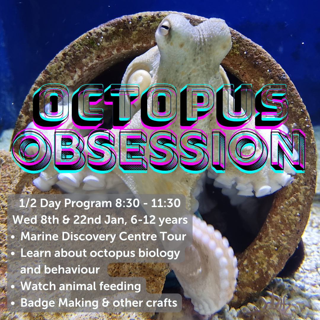 Octopus Obsession, 1/2 Day, Wed 8th or 22nd January 2025