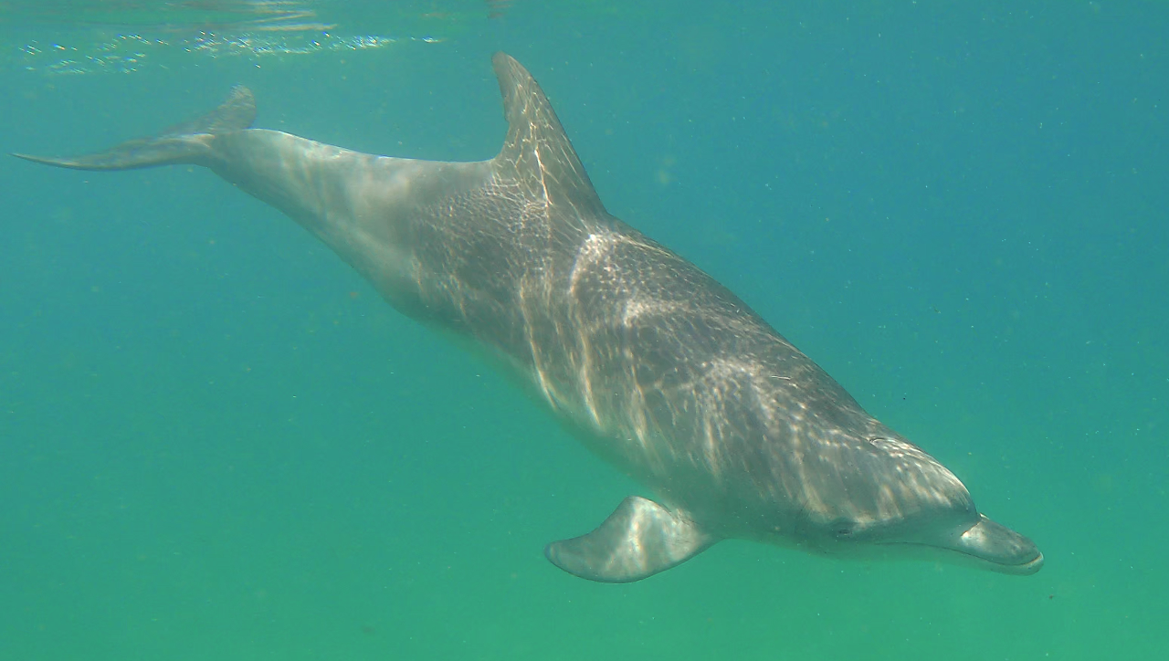 Dolphin Adoption - Osho (male)