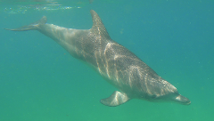Dolphin Adoption - Osho (male)