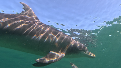 Dolphin Adoption - Razor (male)