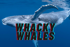 Whacky Whales 23rd April Easter Holidays 2025