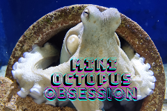 Mini Octopus Obsession 23rd April Easter Holidays 2025