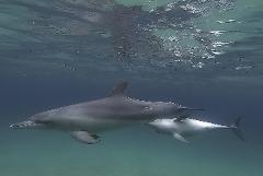Dolphin Adoption - Scout (female)