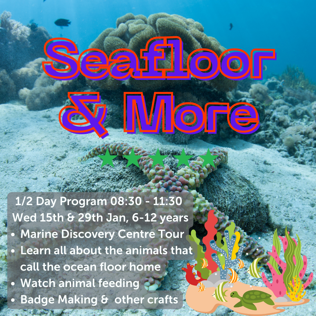 Seafloor & More, 1/2 Day, Wed 15th or 29th January 2025