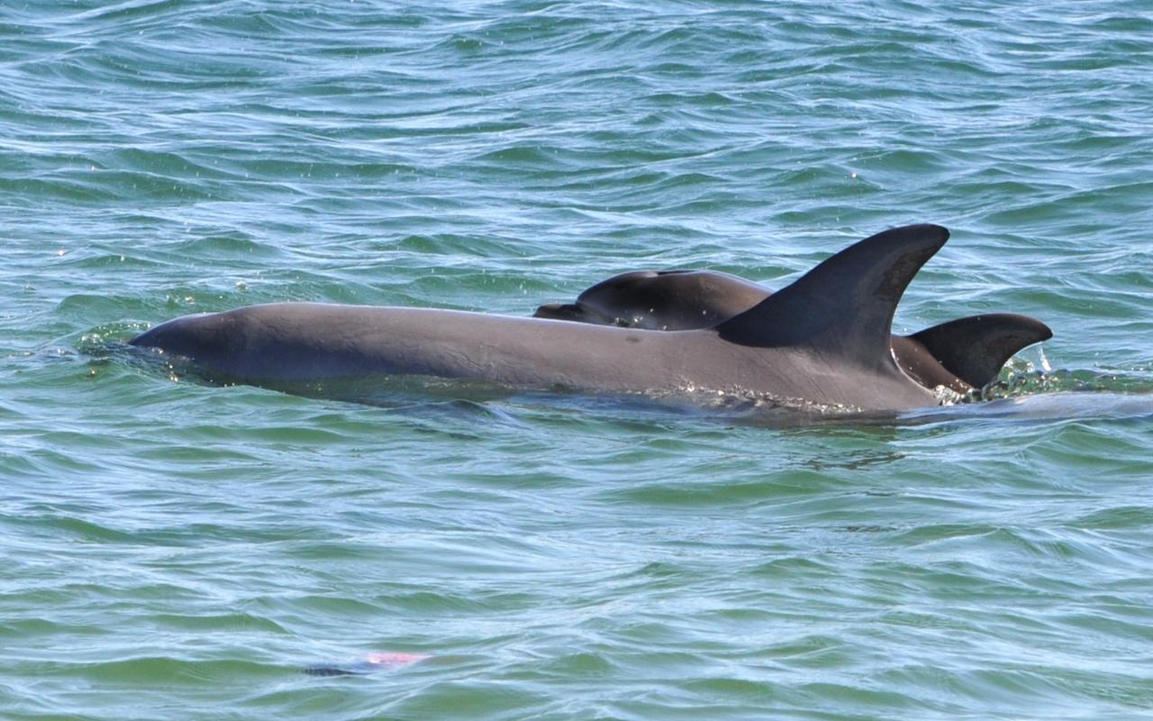 Dolphin Adoption - Shadow (female)