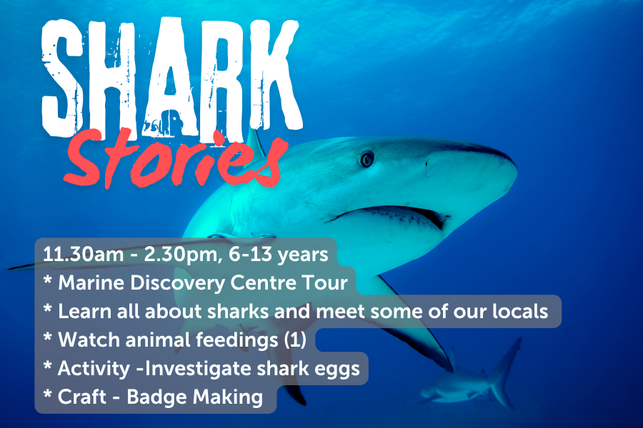 Shark Stories - 14th July