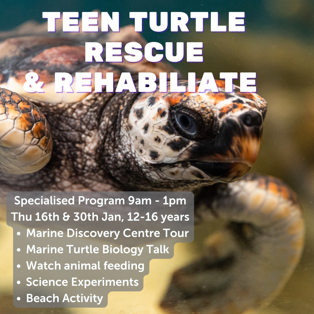 Teen Turtle Rescue & Rehabilitate, Specialised Activity 4hrs, Thu 16th or 30th January 2025