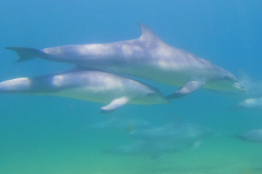 Dolphin Adoption - Tipex (female)