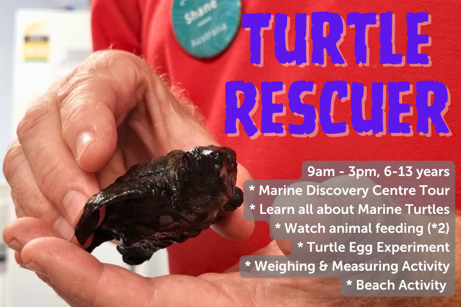 Turtle Rescuer - 8th july