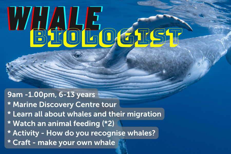 Whale Biologist - 15th July