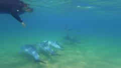 Swim With The Dolphins