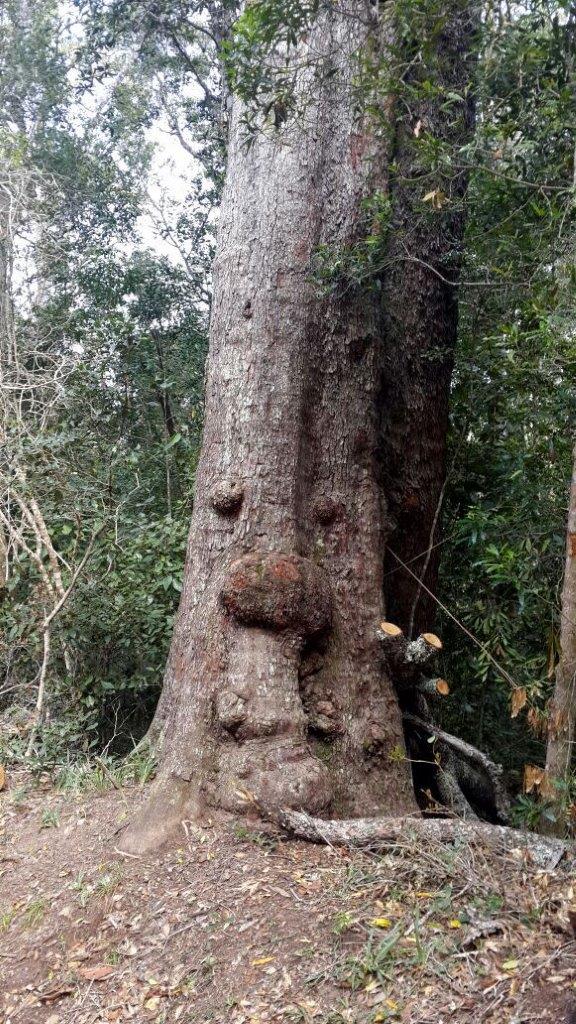 TSITSIKAMMA WOODCUTTERS JOURNEY
