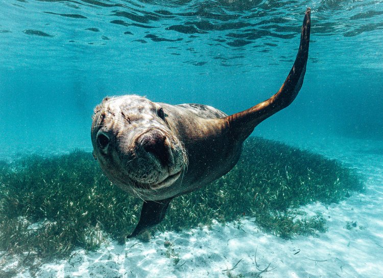 Snorkel with Wild Sealions & Wildlife Adventure