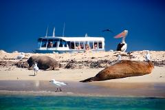 Dolphin, Penguin and Sea Lion Cruise ONLY (NO Guided Nature Walk )