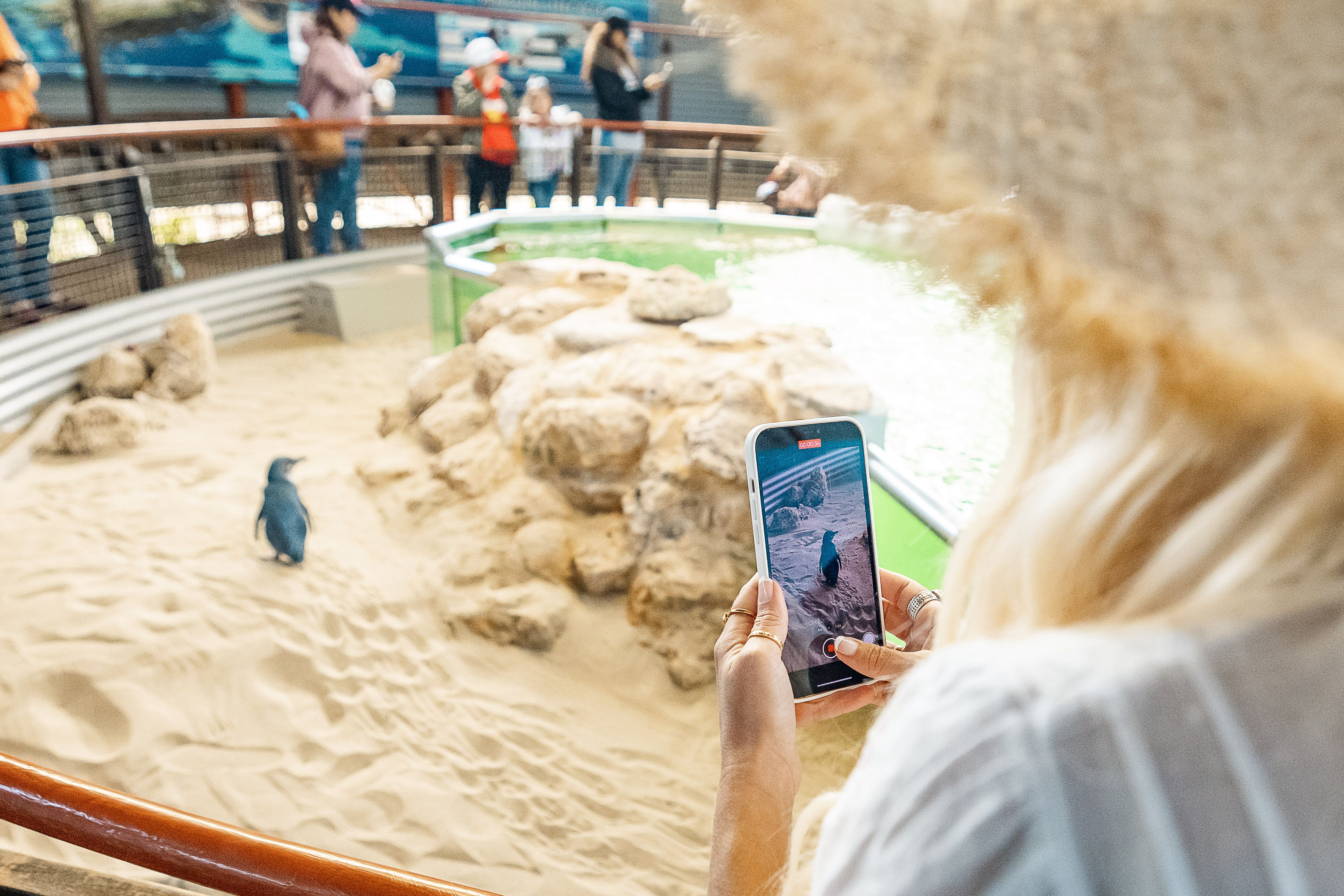 Dolphin Penguin & Sea lion Cruise - Wild Luxury Package for 2