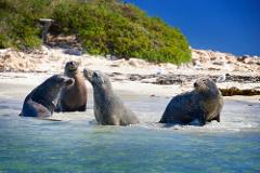 Dolphin Penguin & Sea lion Cruise - Wild Luxury Package for 2