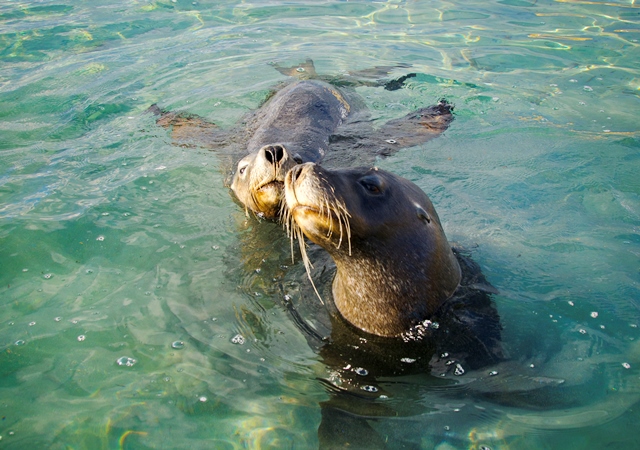 Penguin Island Wildlife Cruise