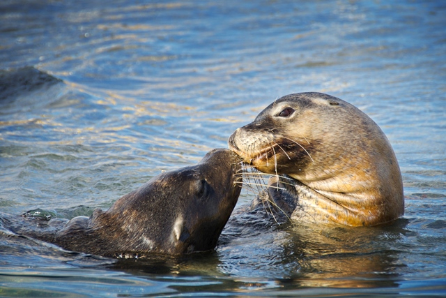 Penguin Island Wildlife Cruise