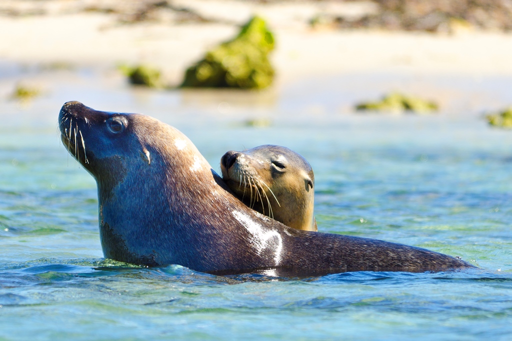Penguin Island Wildlife Cruise