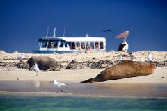 Dolphin, Penguin and Sea Lion Cruise - Agent