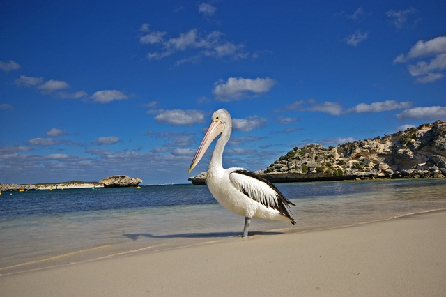 Penguin Island Wildlife Cruise